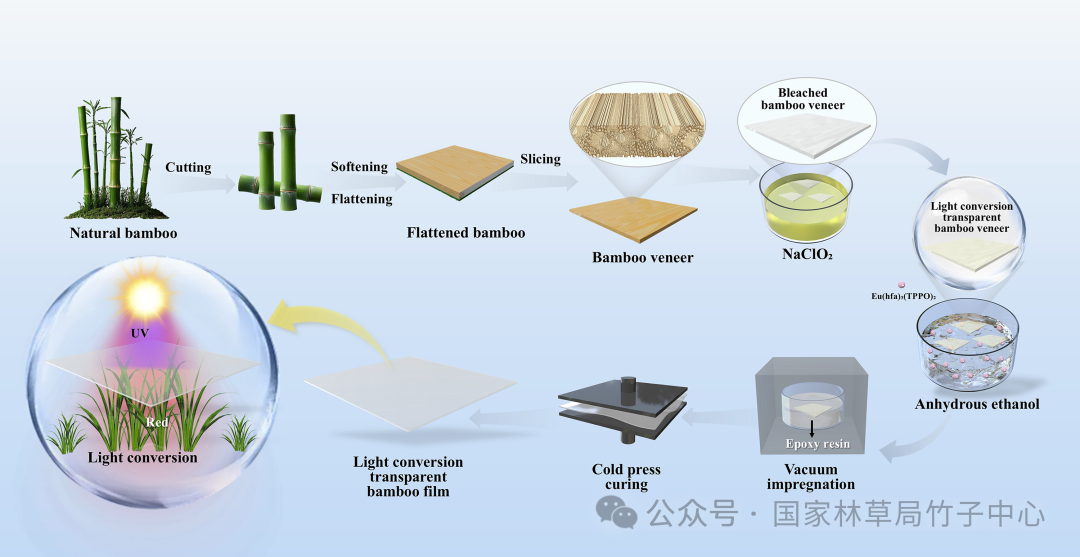 柔性光轉(zhuǎn)換透明竹薄膜研究取得重要突破