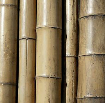 竹子或竹纖維增強材料在建筑材料領域“異軍突起” 竹子或竹纖維增強材料在建筑材料領域“異軍突起”