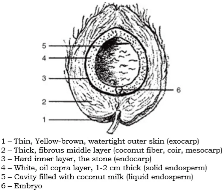 椰子纖維增強混凝土材料的文獻研究