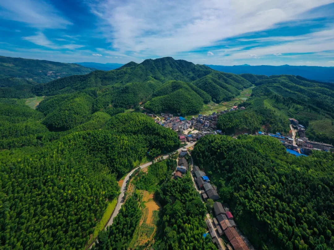 南平竹界的 “六邊形戰士”,走出生態與經濟雙贏之路 南平竹界的 “六邊形戰士”,走出生態與經濟雙贏之路