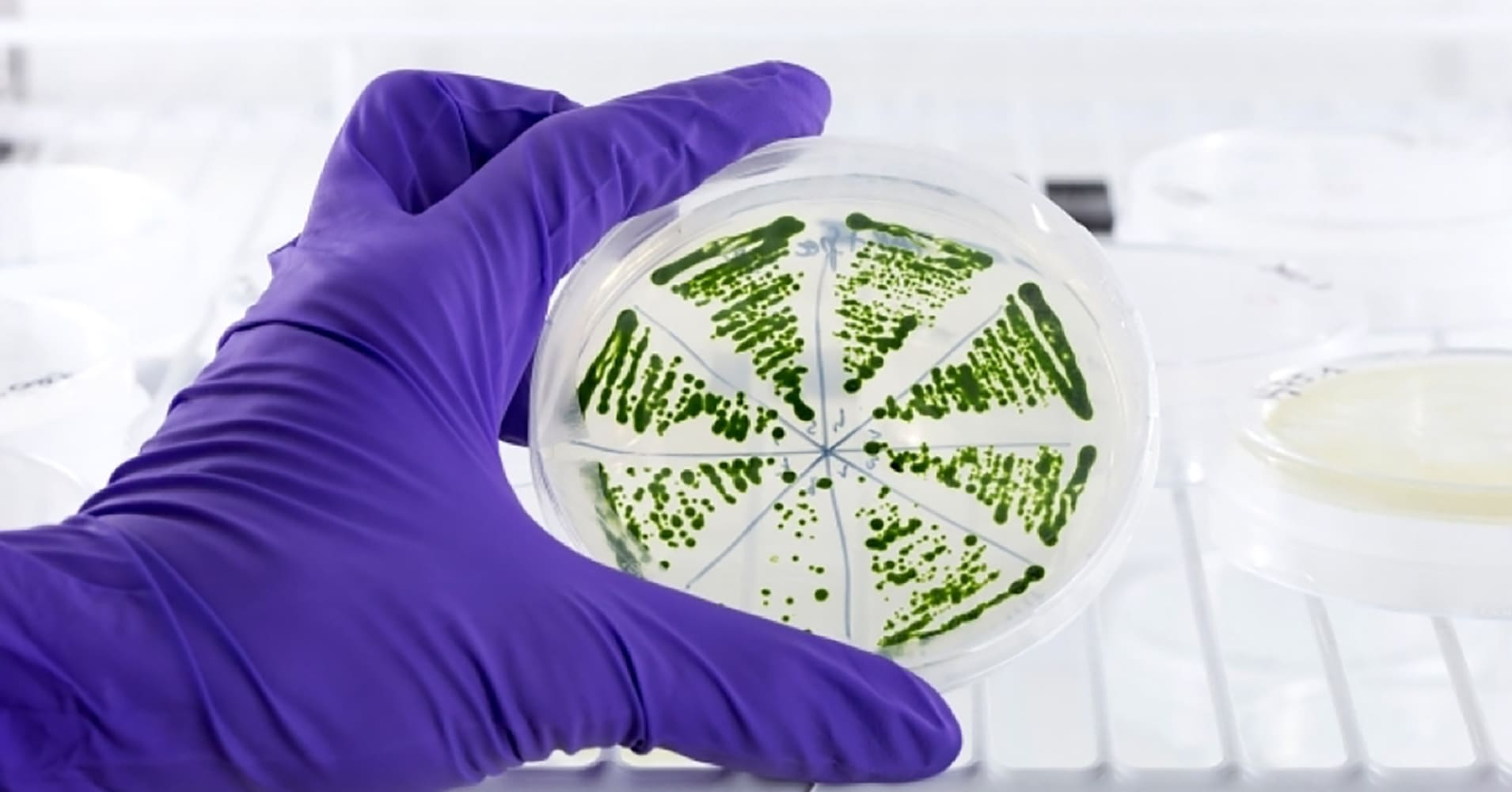 新方法利用微藻制造環保碳纖維