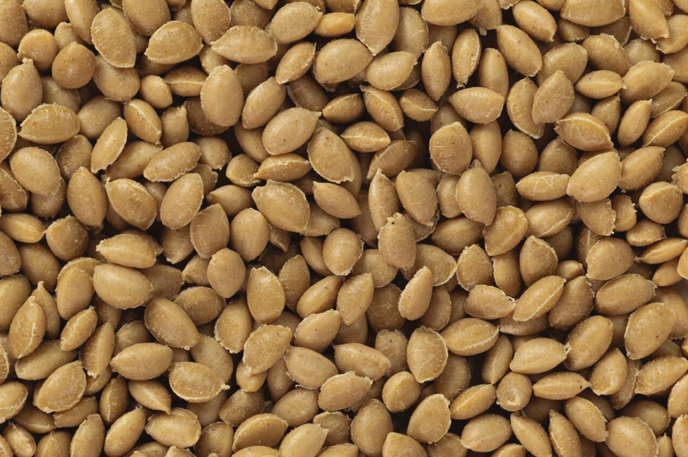 耐熱生物復合材料為可持續建筑樹立新標準 耐熱生物復合材料為可持續建筑樹立新標準